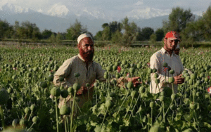 کشت خشخاش در افغانستان