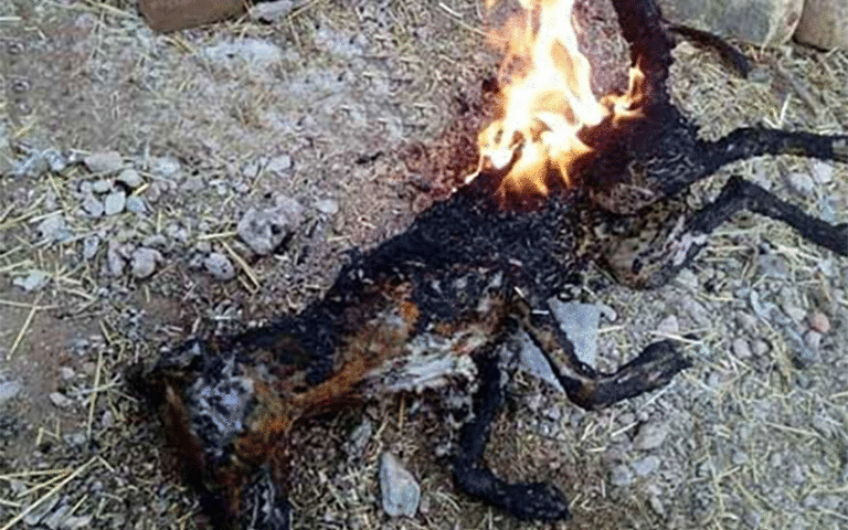 آتش‌ کشیدن روباه