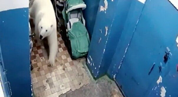 هجوم خرسهای قطبی در روسیه و اعلام وضعیت اضطراری