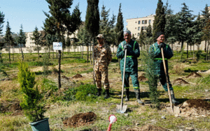 درختکاری