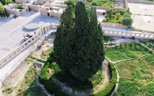 ثبت جهانی سرو