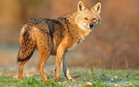 حیوان آزار لاهیجانی