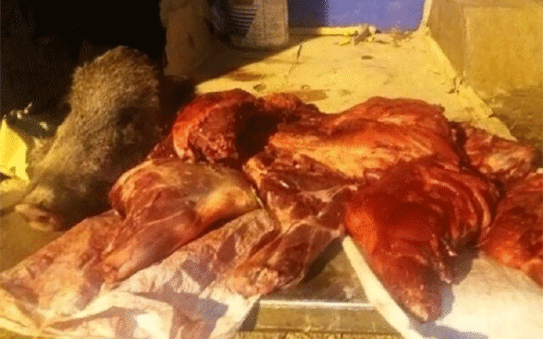 خرید و فروش گوشت گراز