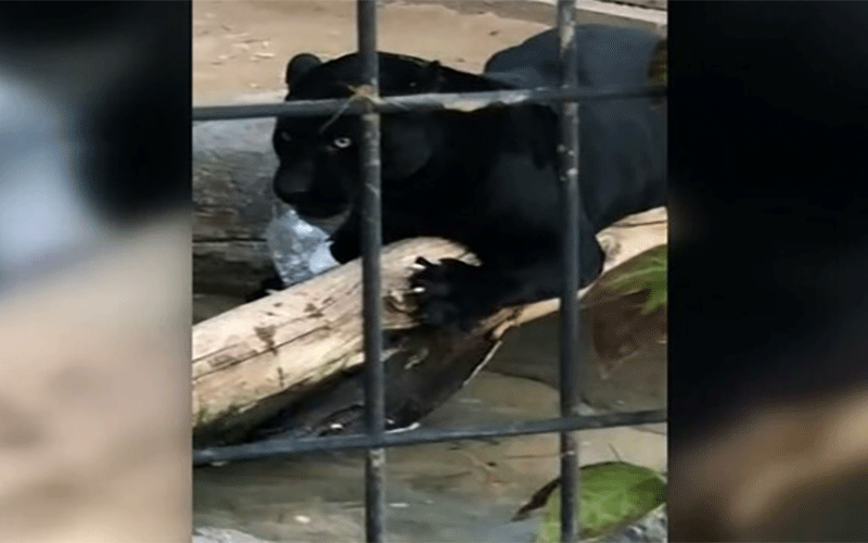 حمله جگوارِ