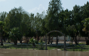 تلفات جانی
