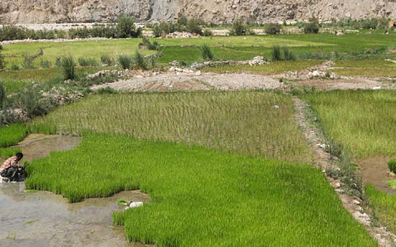 بزرگترین برنج کاران جهان کدامند؟ بزرگترین برنج کاران جهان