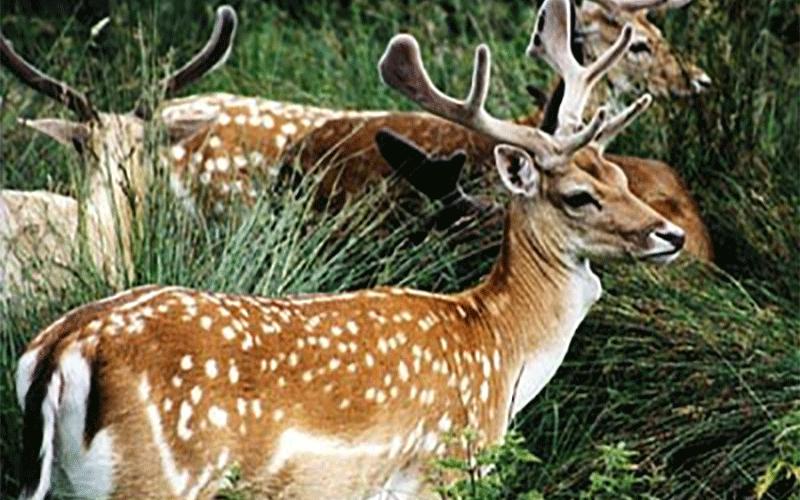 گوزن‌های سیل‌زده خوزستان