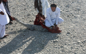 تمساح سرگردان