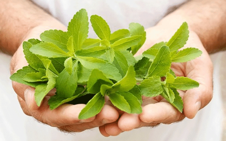 گیاهان دارویی