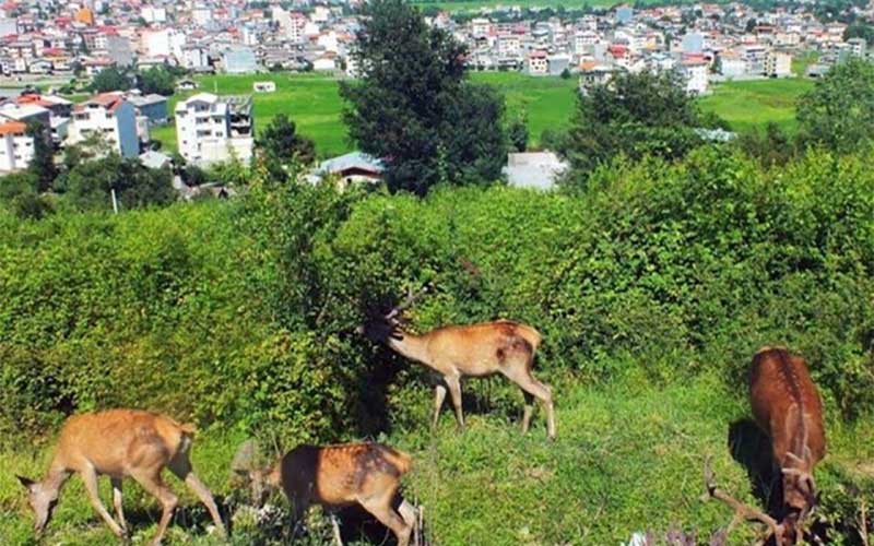 طاعون، دلیل مرگ مارالهای تالش 