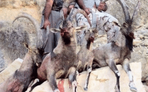 کشتار حیات وحش