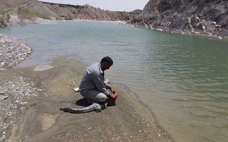 زندهگیری یک تمساح مردابی سرگردان در قصر قند