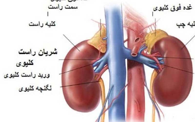 آشنایی با عضوی ۱۷۰گرمی که صدها کارکرد حیاتی دارد