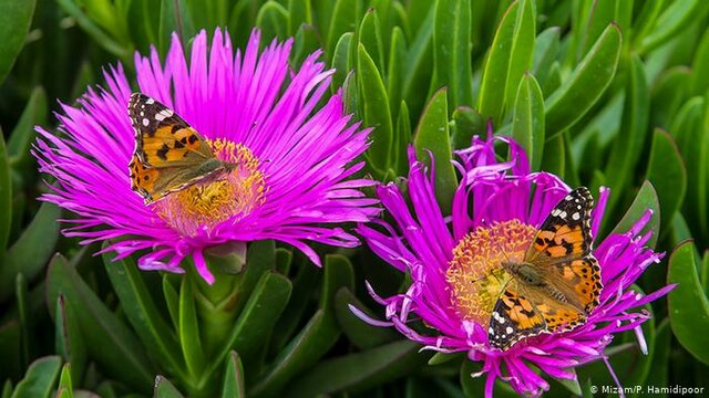 روز جهانی محیط زیست با تاکید بر "شکست آلودگی هوا"