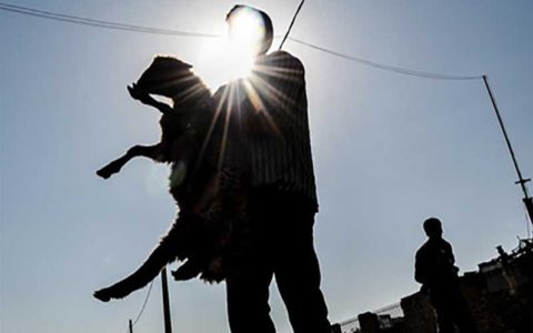 تدارک ۲۴ جایگاه عرضه بهداشتی دام در پایتخت برای عید قربان 1 تدارک ۲۴ جایگاه عرضه بهداشتی دام در پایتخت برای عید قربان