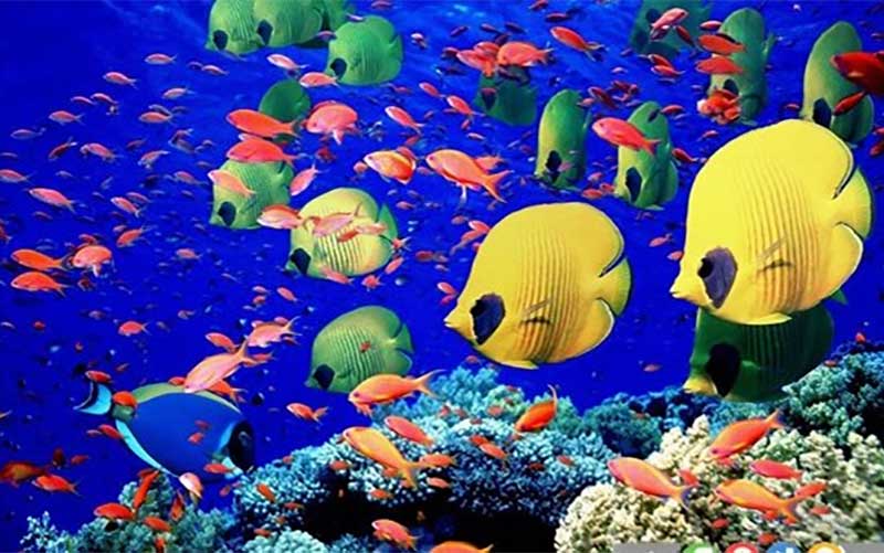 خطر بیماریهای انگلی در ماهیان آکواریومی