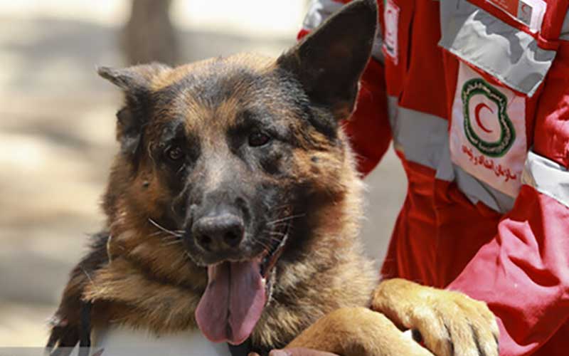 سگهای هلال احمر به دنبال کودک گمشده در قلعهنو