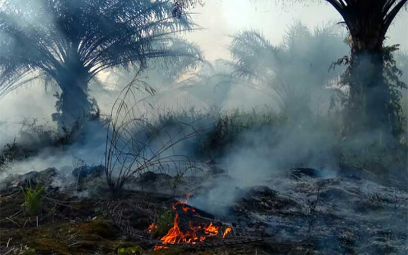 باندهای خلافکار عامل گسترش جنگلزدایی در آمازون
