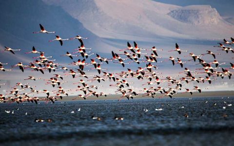 سرعت مرگ و میر پرنده ها بیشتر شده است