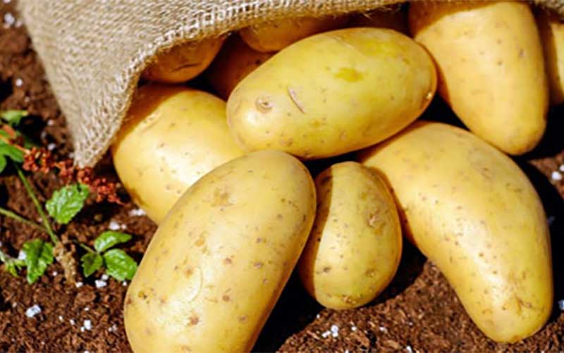 سیبزمینی تراریخته اوایل سال آینده مجوز میگیرد