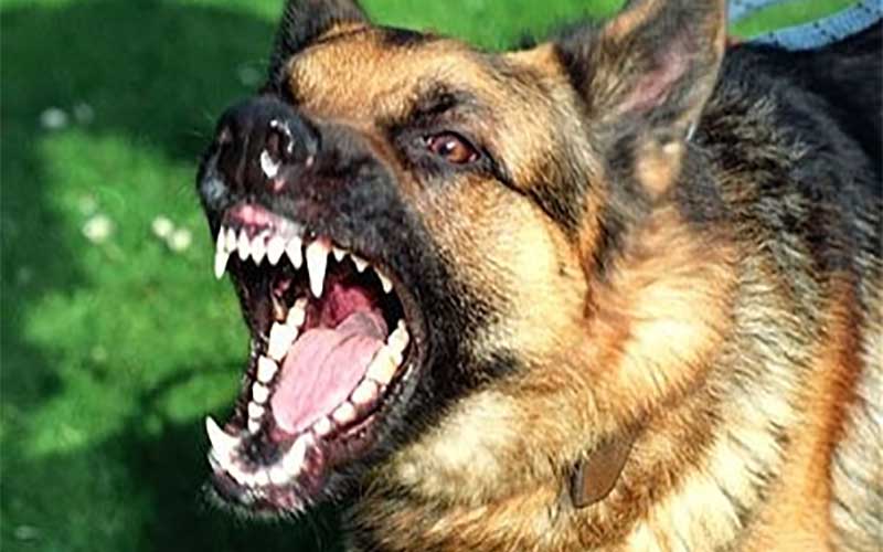 مرگ زن کهنسال بر اثر گازگرفتگی سگ