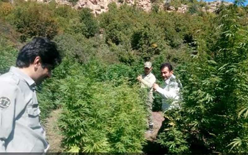 کشف یک مزرعه ماریجوانا در پارک ملی پابند