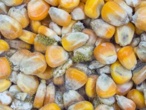 como-evitar-contaminacion-aflatoxina-cosechas-