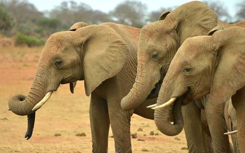 خشکسالی عامل تلف شدن ۵۵ راس فیل در زیمبابوه