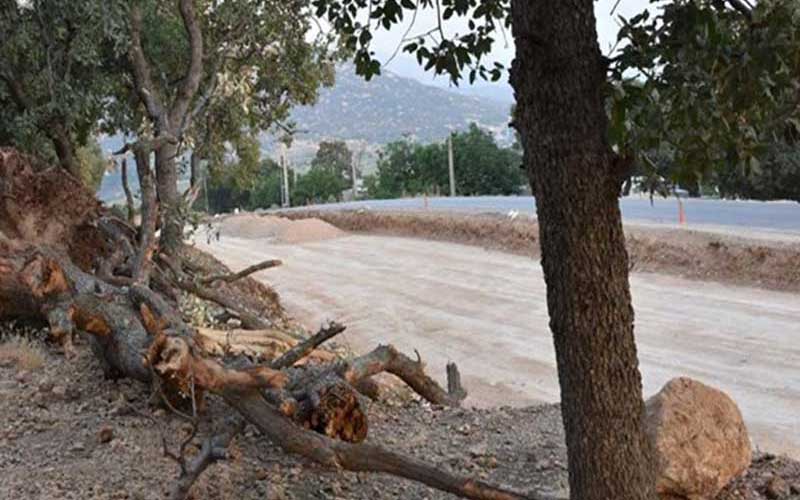 ماجرای قطع درختان بلوط جاده یاسوج- سی سخت چه بود؟
