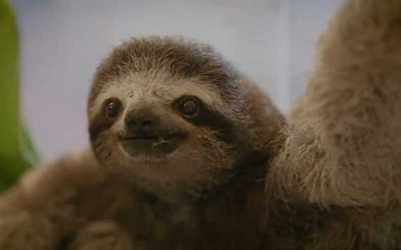 زندگی عجیبِ کُندترین پستاندار زمین