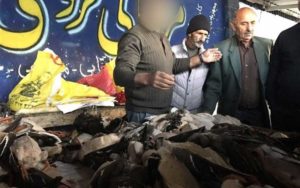 آیا سیاهچاله جدیدی برای پرندگان مهاجر در فریدونکنار احداث می‌شود؟!