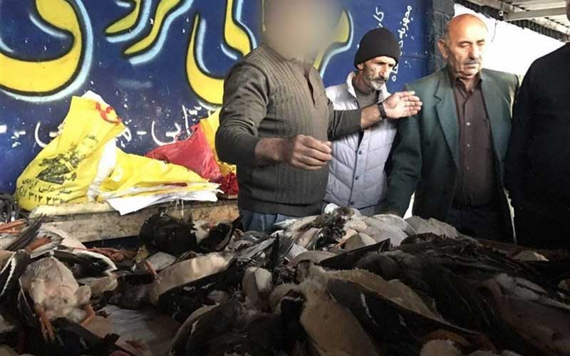 آیا سیاهچاله جدیدی برای پرندگان مهاجر در فریدونکنار احداث می‌شود؟!