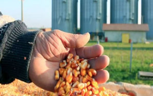 ابهام-در-سرنوشت-ذرت‌های-آلوده