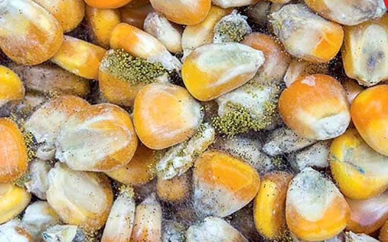 اجازه-ورود-ذرت‌های-آلوده-را-به-کشور-نداده-ایم