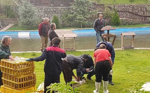 اولین مرحله رهاسازی پرنده در فاز دو باغ پرندگان تهران