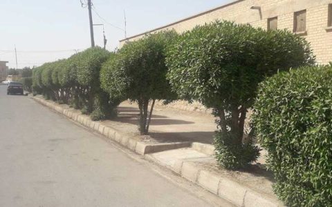 علت مشکل تنفسی مردم خوزستان درخت کنوکارپوس است؟