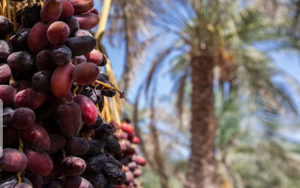 تولید-خرما-امسال-۲۰-درصد-رشد-یافت