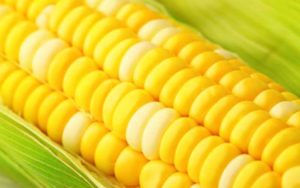 ذرت‌های-آلوده-تعیین-تکلیف-شد-فروش-به-کشورهای-غیرهمسایه