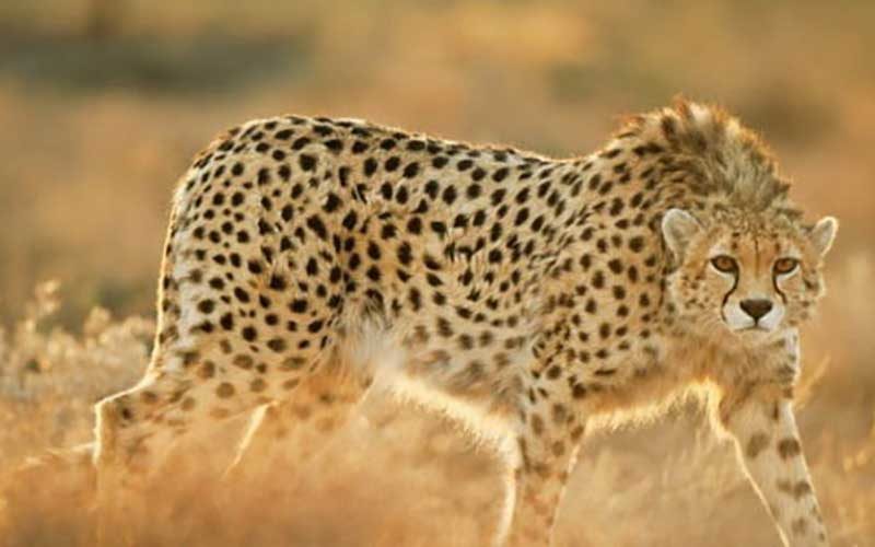 شروع دوباره پروژه حفاظت از یوزپلنگ ایرانی