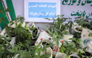 مجازات-افرادی-که-«گل»-می‌کارند-چیست؟