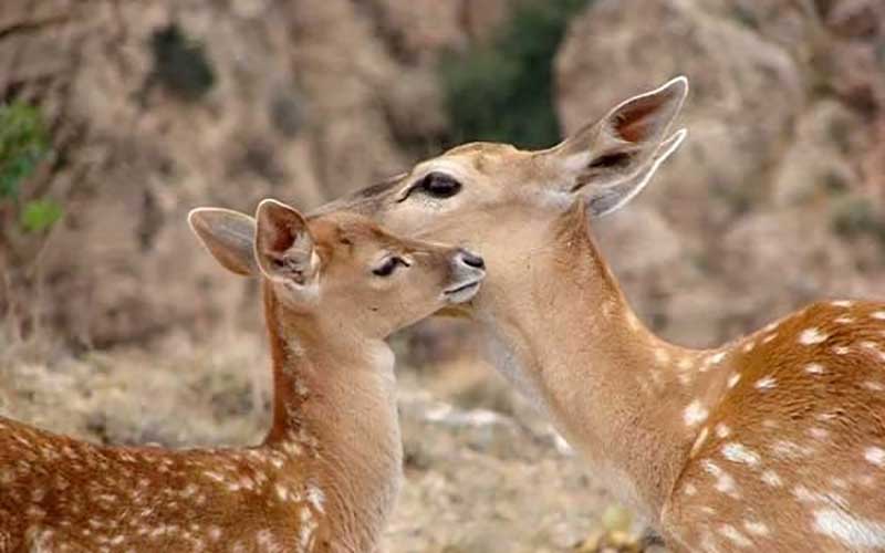 مدعیان هیبرید بودن گوزن‌های زرد پردیسان چرا آنها را معدوم نکردند؟