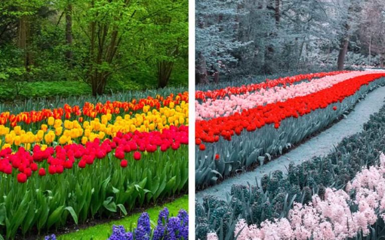 معرفی-افزونه‌ای-برای-حل-مشکل-کوررنگی-کاربران-در-مرورگر-کروم