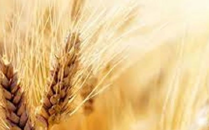 کاهش-قیمت-گندم-و-افزایش-قیمت-دانه‌های-روغنی-در-بازار-جهانی