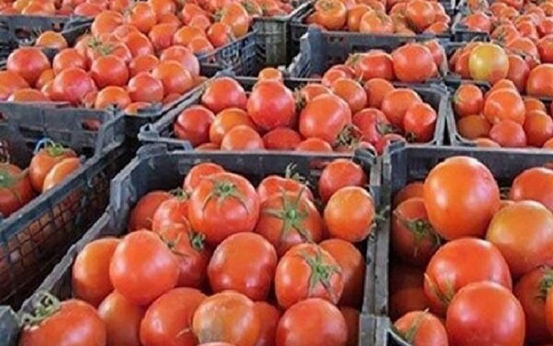 کاهش-۲۰۰۰تومانی-نرخ-گوجه-فرنگی