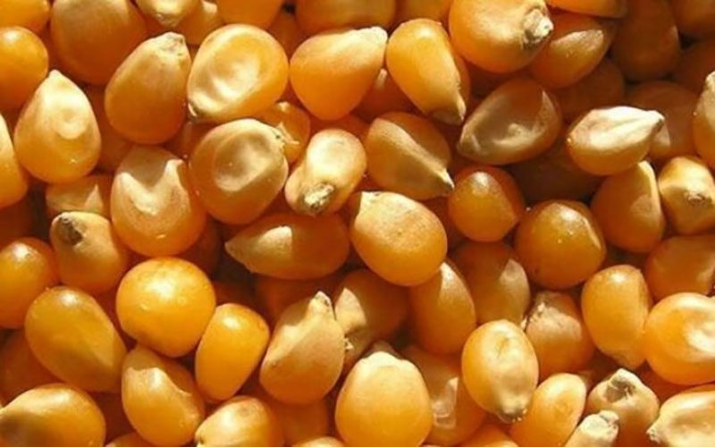 گمرک-و-اموال-تملیکی