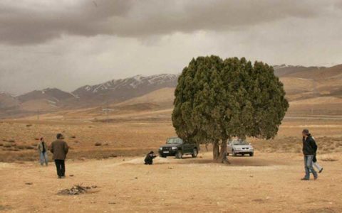 تک درخت به نام عباس کیارستمی ثبت می شود 1 تک درخت به نام عباس کیارستمی ثبت می شود