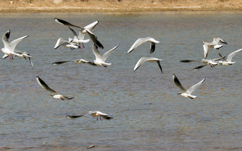 زندگی دوباره زاینده رود (تصاویر)