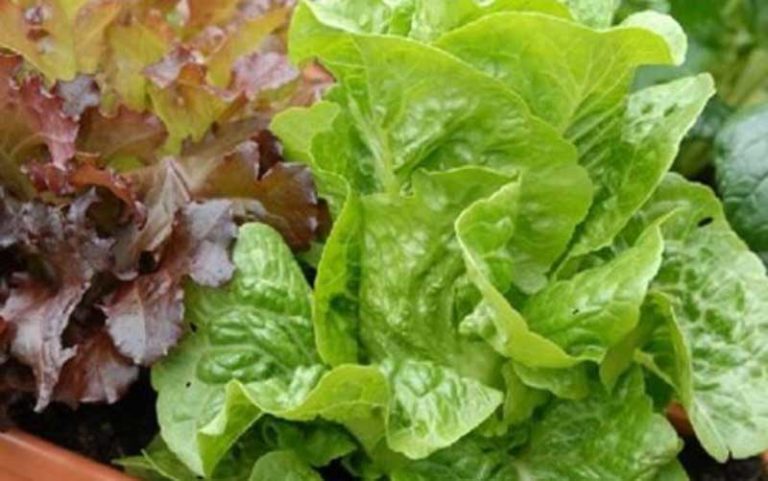 قیمت-کاهو،-خیار-و-هویج-در-میادین-میوه-و-تره-بار-کاهش-یافت