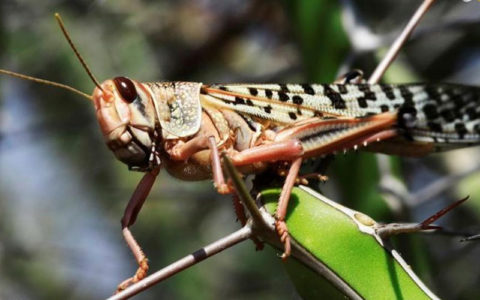 ملخ‌ها بلای جان مزارع کشاورزی آفریقا (تصاویر)