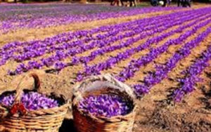 زعفران-ایران-به-نام-اسپانیا-به-40-کشور-صادر-می‌شود